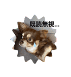 チョコたんRAON Ⅱ（個別スタンプ：30）