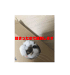 にゃんこのもくれん Lily（個別スタンプ：12）