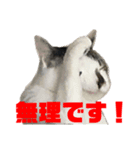 にゃんこのもくれん Lily（個別スタンプ：13）
