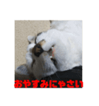 にゃんこのもくれん Lily（個別スタンプ：14）