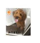 アランくんの日常生活【トイプードル】（個別スタンプ：8）