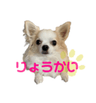 だるちゃん日和（個別スタンプ：1）