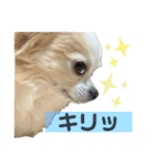 だるちゃん日和（個別スタンプ：10）