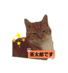 わが家のにゃんこ達のつぶやきです。（個別スタンプ：2）