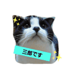 わが家のにゃんこ達のつぶやきです。（個別スタンプ：3）