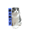 わが家のにゃんこ達のつぶやきです。（個別スタンプ：4）