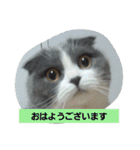 わが家のにゃんこ達のつぶやきです。（個別スタンプ：5）