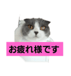 わが家のにゃんこ達のつぶやきです。（個別スタンプ：6）