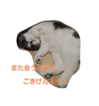 わが家のにゃんこ達のつぶやきです。（個別スタンプ：7）