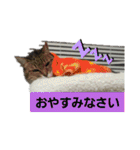 わが家のにゃんこ達のつぶやきです。（個別スタンプ：8）