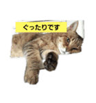 わが家のにゃんこ達のつぶやきです。（個別スタンプ：9）