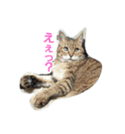 わが家のにゃんこ達のつぶやきです。（個別スタンプ：11）