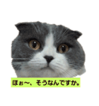 わが家のにゃんこ達のつぶやきです。（個別スタンプ：12）