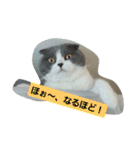 わが家のにゃんこ達のつぶやきです。（個別スタンプ：13）