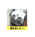 わが家のにゃんこ達のつぶやきです。（個別スタンプ：14）