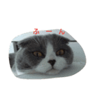 わが家のにゃんこ達のつぶやきです。（個別スタンプ：16）