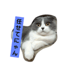 わが家のにゃんこ達のつぶやきです。（個別スタンプ：18）
