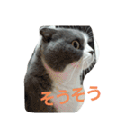 わが家のにゃんこ達のつぶやきです。（個別スタンプ：19）
