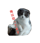 わが家のにゃんこ達のつぶやきです。（個別スタンプ：22）