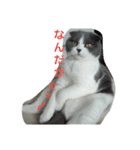 わが家のにゃんこ達のつぶやきです。（個別スタンプ：24）