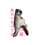 わが家のにゃんこ達のつぶやきです。（個別スタンプ：28）
