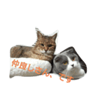 わが家のにゃんこ達のつぶやきです。（個別スタンプ：29）
