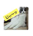 わが家のにゃんこ達のつぶやきです。（個別スタンプ：31）