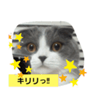 わが家のにゃんこ達のつぶやきです。（個別スタンプ：32）