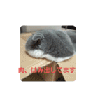 わが家のにゃんこ達のつぶやきです。（個別スタンプ：34）