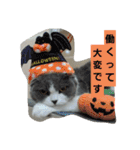 わが家のにゃんこ達のつぶやきです。（個別スタンプ：35）