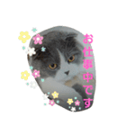 わが家のにゃんこ達のつぶやきです。（個別スタンプ：36）