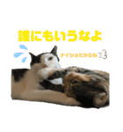 はちわれ銀次とみみちゃん（個別スタンプ：1）