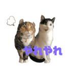 はちわれ銀次とみみちゃん（個別スタンプ：2）