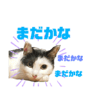 はちわれ銀次とみみちゃん（個別スタンプ：11）