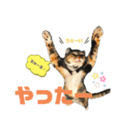 はちわれ銀次とみみちゃん（個別スタンプ：12）