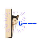 はちわれ銀次とみみちゃん（個別スタンプ：15）