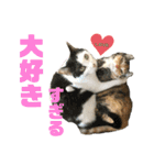 はちわれ銀次とみみちゃん（個別スタンプ：18）