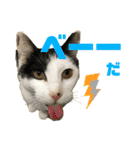 はちわれ銀次とみみちゃん（個別スタンプ：20）