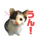 はちわれ銀次とみみちゃん（個別スタンプ：23）