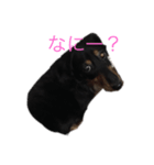 会話でのスタンプ（個別スタンプ：7）