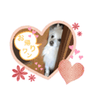 スピッツのメリ（個別スタンプ：16）