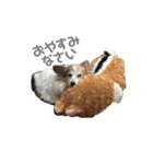 クッキー_ver1_0518（個別スタンプ：2）
