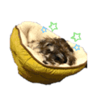 シュナかつおくん（個別スタンプ：4）