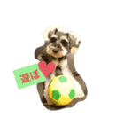 シュナかつおくん（個別スタンプ：8）