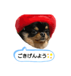 わんこず＆にゃん 2（個別スタンプ：1）