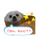 わんこず＆にゃん 2（個別スタンプ：3）