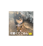 わんこず＆にゃん 2（個別スタンプ：5）