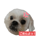 わんこず＆にゃん 2（個別スタンプ：6）