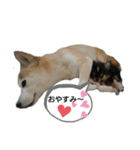 わんこず＆にゃん 2（個別スタンプ：9）