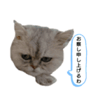 わんこず＆にゃん 2（個別スタンプ：10）